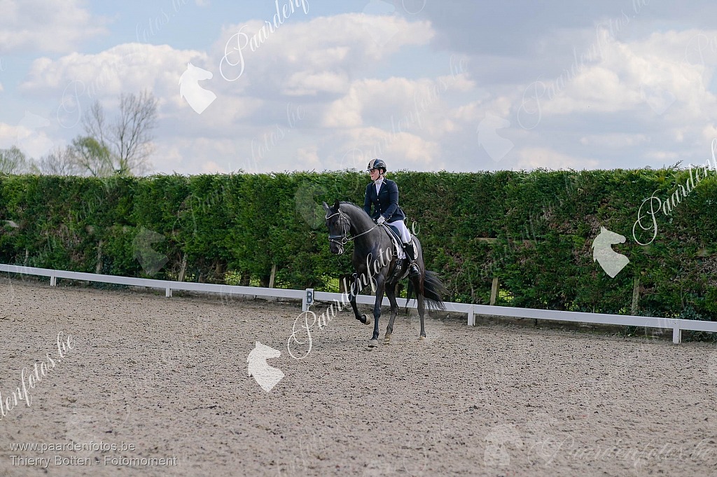 Photographe Fotograaf Equestre Paardenfotograaf Paardenfotos
