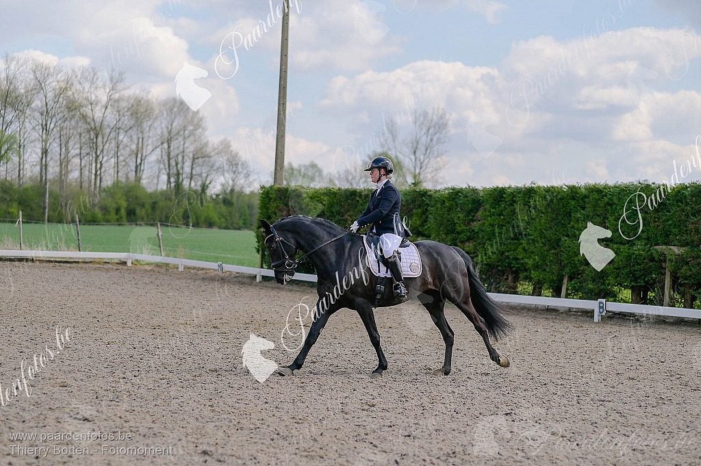 Photographe Fotograaf Equestre Paardenfotograaf Paardenfotos