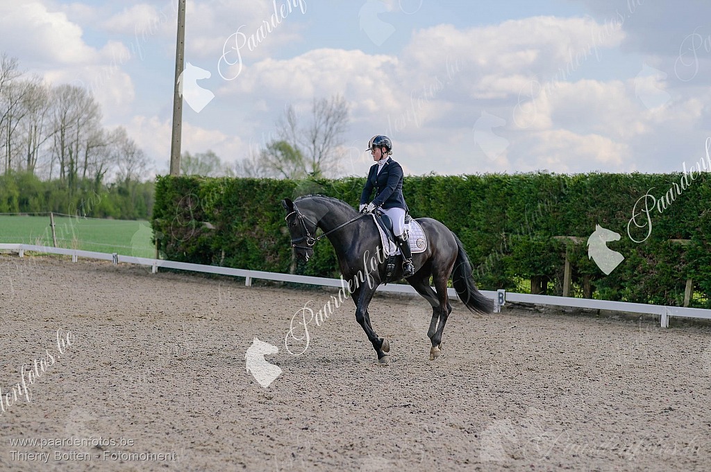 Photographe Fotograaf Equestre Paardenfotograaf Paardenfotos
