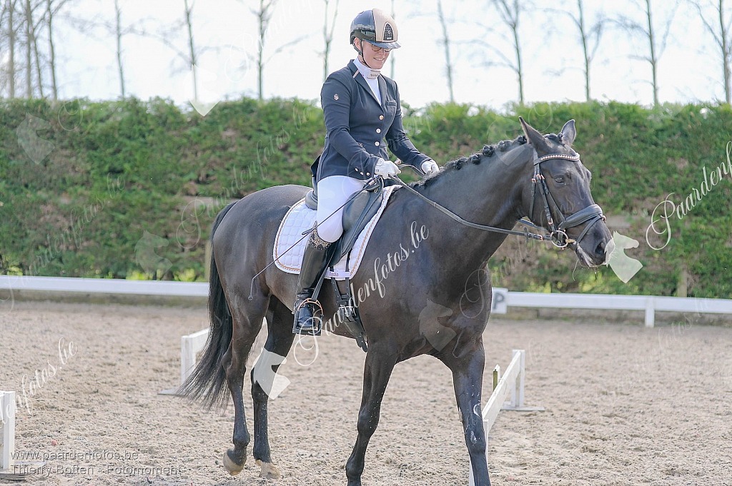 Photographe Fotograaf Equestre Paardenfotograaf Paardenfotos